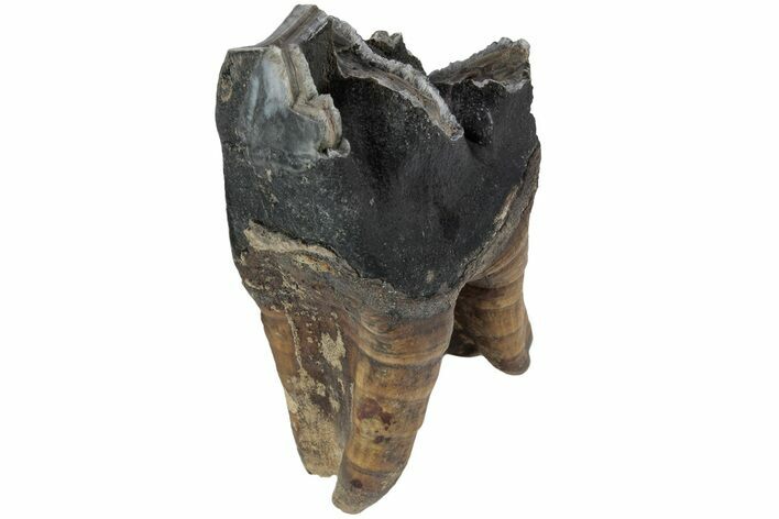 Fossil Woolly Rhino (Coelodonta) Tooth - Siberia #225196